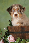 Miniature Australian Shepherd Welpe / miniature australian shepherd puppy