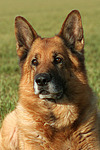 Deutscher Schäferhund Portrait / german shepherd portrait