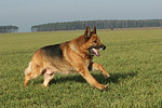 rennender Deutscher Schäferhund / running German Shepherd