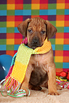 Rhodesian Ridgeback Welpe / rhodesian ridgeback puppy