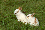 Zwergkaninchen / dwarf rabbit