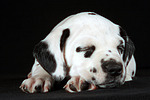 Dalmatiner Welpe / dalmatian puppy