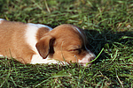 Jack Russell Terrier Welpe / jack russell terrier puppy