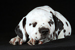 Dalmatiner Welpe / dalmatian puppy