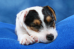 Parson Russell Terrier Welpe / parson russell terrier puppy