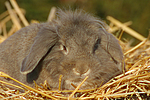 Widderkaninchen / lop-eared bunny