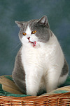 Britisch Kurzhaar / british shorthair