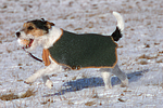 Parson Russell Terrier mit Mantel Schnee / prt in snow
