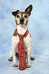 Jack Russell Terrier