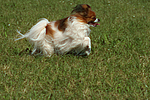 Papillon