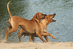 Rhodesian Ridgebacks