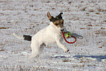 Parson Russell Terrier spielt im Schnee / playing PRT in snow