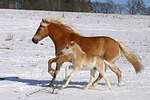 galoppierende Haflinger / galloping haflinger horses