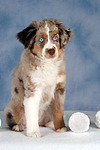 Miniature Australian Shepherd Welpe / miniature australian shepherd puppy