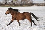 Isländer / icelandic horse