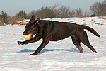 Labrador Retriever