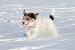 Parson Russell Terrier spielt im Schnee / PRT playing in snow