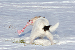 Parson Russell Terrier spielt im Schnee / PRT playing in snow