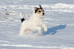 Parson Russell Terrier rennt durch den Schnee / PRT running through snow