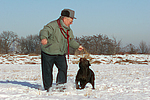 Labrador Retriever