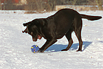 Labrador Retriever