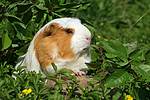 Crested Meerschwein / crested guninea pig