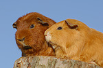 Meerschweinchen / guninea pigs