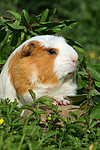 Crested Meerschwein / crested guninea pig