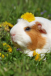 Crested Meerschwein / crested guninea pig