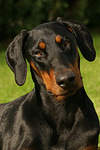 Dobermann / doberman pinscher