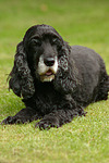 Cocker Spaniel