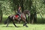 Frau reitet Friese / woman rides friesian horse