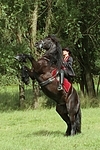 Frau reitet Friese / woman rides friesian horse