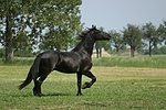 trabender Friese / trotting friesian horse