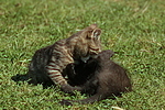Kätzchen / kitten