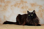 Maine Coon