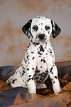 Dalmatiner Welpe / dalmatian puppy