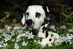 Dalmatiner / dalmatian