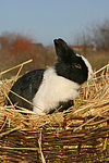 Zwergkaninchen / dwarf rabbit