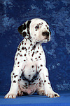 Dalmatiner Welpe / dalmatian puppy