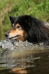 schwimmender Langhaarcollie / swimming longhaired collie