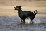 Dobermann / doberman pinscher