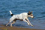 rennender Parson Russell Terrier / running PRT