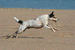 rennender Parson Russell Terrier / running PRT