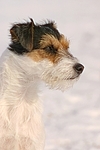 Parson Russell Terrier Portrait