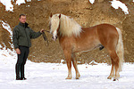 Haflinger Hengst / haflinger horse stallion