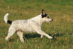 Parson Russell Terrier