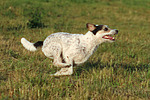 Parson Russell Terrier