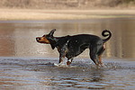 Dobermann / doberman pinscher