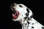 Dalmatiner Welpe / dalmatian puppy